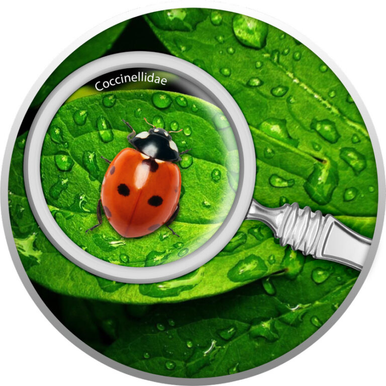 Read more about the article 2020 Cameroon Secret Garden Ladybug 1/2 oz .999 Silver Proof Coin – Mintage 300