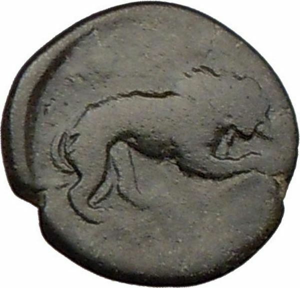 Read more about the article AMPHIPOLIS Macedonia 168BC Ancient Very RARE Greek Coin HERCULES LION  i22282