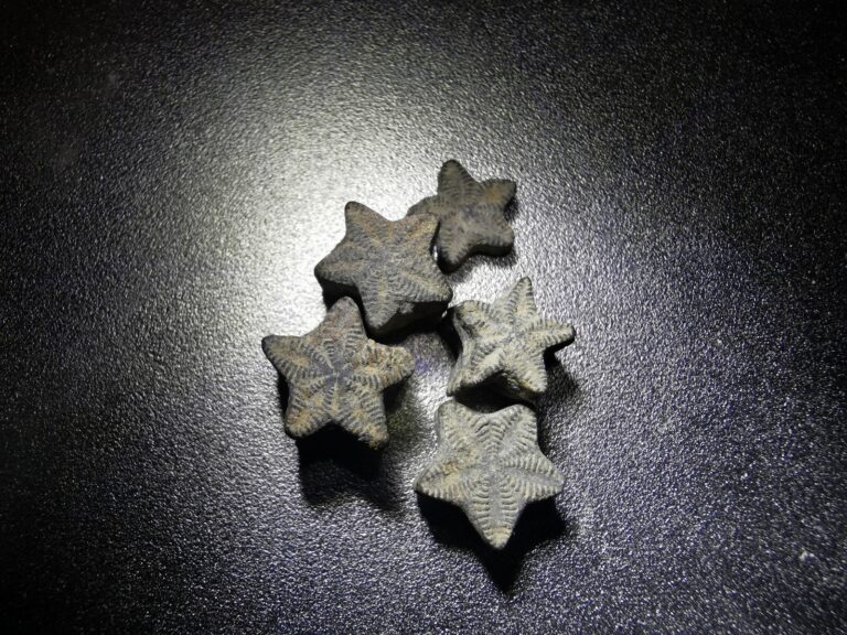 Read more about the article Crinoid Star fossil – 30 pieces – fairy coins – Great gift for collectors
